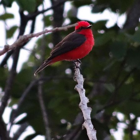 El Paraiso Posada Finca San Vicente Barichara Zewnętrze zdjęcie