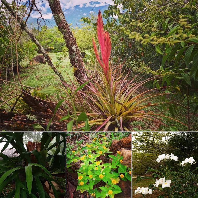 El Paraiso Posada Finca San Vicente Barichara Zewnętrze zdjęcie