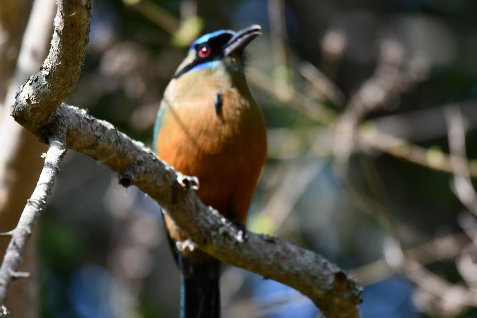 El Paraiso Posada Finca San Vicente Barichara Zewnętrze zdjęcie